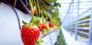 The Best Pick-Your-Own Fruit Farms in Aso, Kumamoto Prefecture