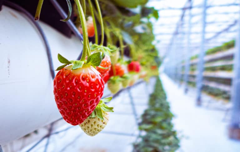 The Best Pick-Your-Own Fruit Farms in Aso, Kumamoto Prefecture