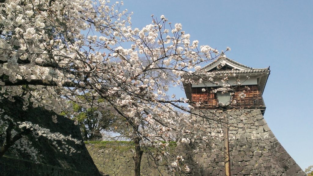 Cherry blossoms at Kumamoto Castle
